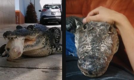 Video viral: un hombre tiene un cocodrilo como mascota y lo trata como un perro. Video viral: un hombre tiene un cocodrilo como mascota y lo trata como un perro.