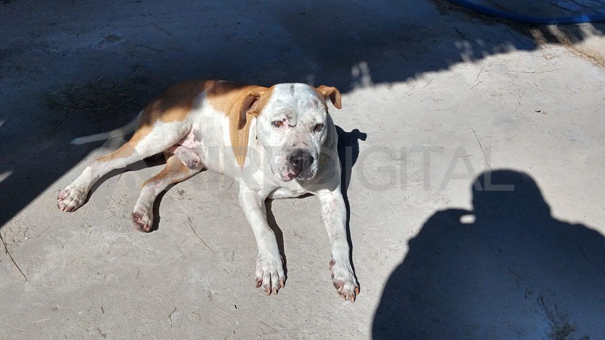 El perro se escapó porque vandalizaron el tejido de la vivienda en donde está.
