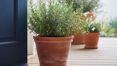 Colocar el romero en la entrada de tu casa: para qué sirve y qué beneficios tiene