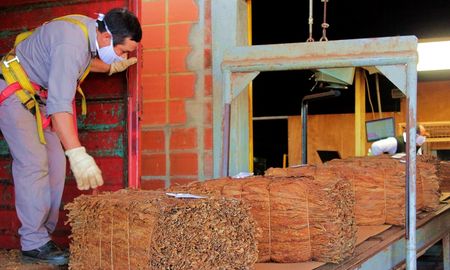 Las proyecciones establecidas estiman el acopio de la campaña 20/21 en 27.610.000 kilos. Las proyecciones establecidas estiman el acopio de la campaña 20/21 en 27.610.000 kilos.