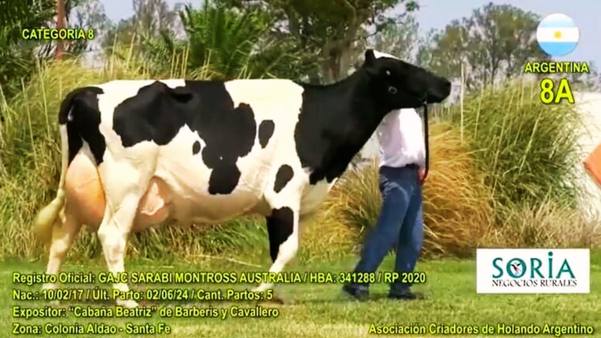 El desempeño de Cabaña Beatriz reafirma la calidad genética del establecimiento y posiciona al Holando Argentino en lo más alto de la región.