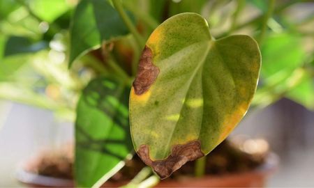 Conocé el motivo por el que las plantas de tu casa tienen las puntas marrones y secas Conocé el motivo por el que las plantas de tu casa tienen las puntas marrones y secas