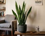 Esta planta se volvió famosa por su resistencia extrema y por lo fácil que resulta cuidarla. Esta planta se volvió famosa por su resistencia extrema y por lo fácil que resulta cuidarla.