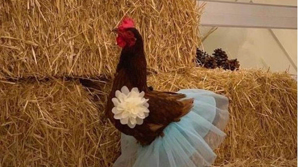 Una pareja elige a una gallina como su dama de honor y se convierte en el centro de atención Una pareja elige a una gallina como su dama de honor y se convierte en el centro de atención