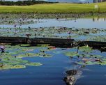 Uno de los cientos de caimanes que est&aacute;n en el Campo Ol&iacute;mpico de golf de R&iacute;o de Janeiro, Brasil.&nbsp;