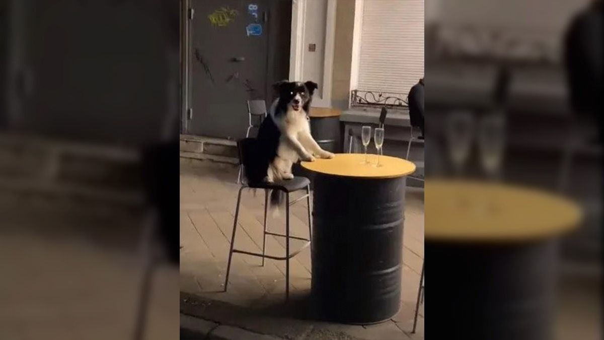 La imagen del perrito se volvió viral rápidamente en YouTube.
