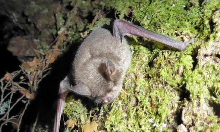 Eligen a una especie de murciélago como el ave del año en Nueva Zelanda
