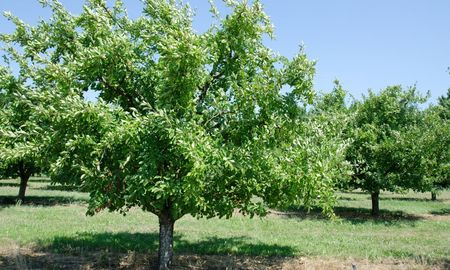 El árbol es perfecto para casas chicas y da fruta en verano. El árbol es perfecto para casas chicas y da fruta en verano.