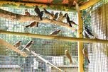 Comprar un loro o una cotorra al costado de la ruta o en un mercado clandestino no solo es un delito ambiental, sino que también representa un riesgo directo para la salud pública. Comprar un loro o una cotorra al costado de la ruta o en un mercado clandestino no solo es un delito ambiental, sino que también representa un riesgo directo para la salud pública.