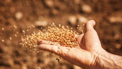 Por qué hay que tirar semillas en el patio y para qué sirve