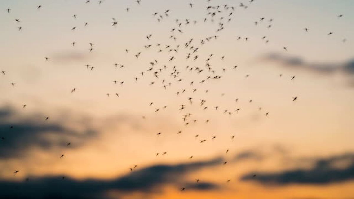 Los mosquitos molestos llegan desde la tardecita y pican masivamente.