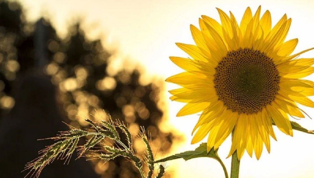 5 razones para tener girasoles dentro del hogar