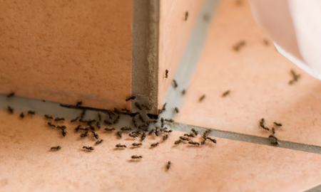 Decile chau a las hormigas en casa: cómo ahuyentarlas con un método seguro y casero, Decile chau a las hormigas en casa: cómo ahuyentarlas con un método seguro y casero,
