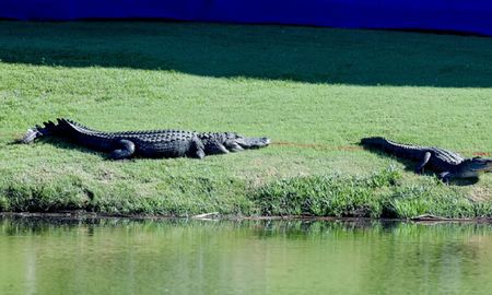 video viral: dos cocodrilos pelean en un campo de golf video viral: dos cocodrilos pelean en un campo de golf