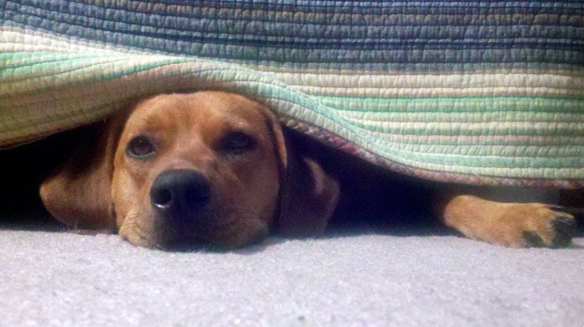 ¿Cómo afecta la pirotecnia a las mascotas durante las Fiestas?