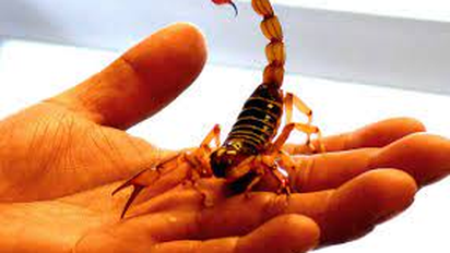 Qué significa soñar con alacranes: qué hay detrás de su significado