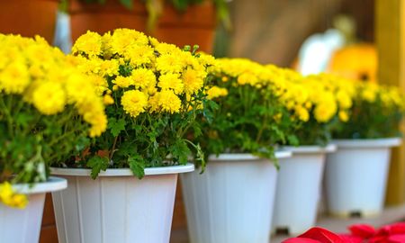 Estos lugares son ideales para poner flores amarillas en casa para atraer energía positiva. Estos lugares son ideales para poner flores amarillas en casa para atraer energía positiva.