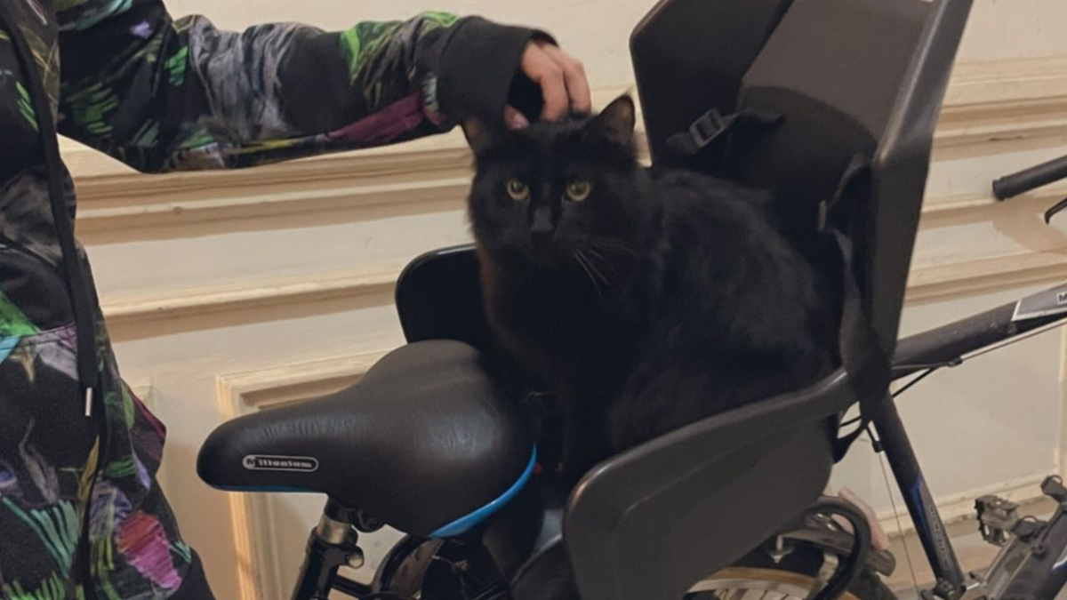 Un gato le robó miles de pesos a su vecino y se hizo viral: Se me cae la cara de vergüenza