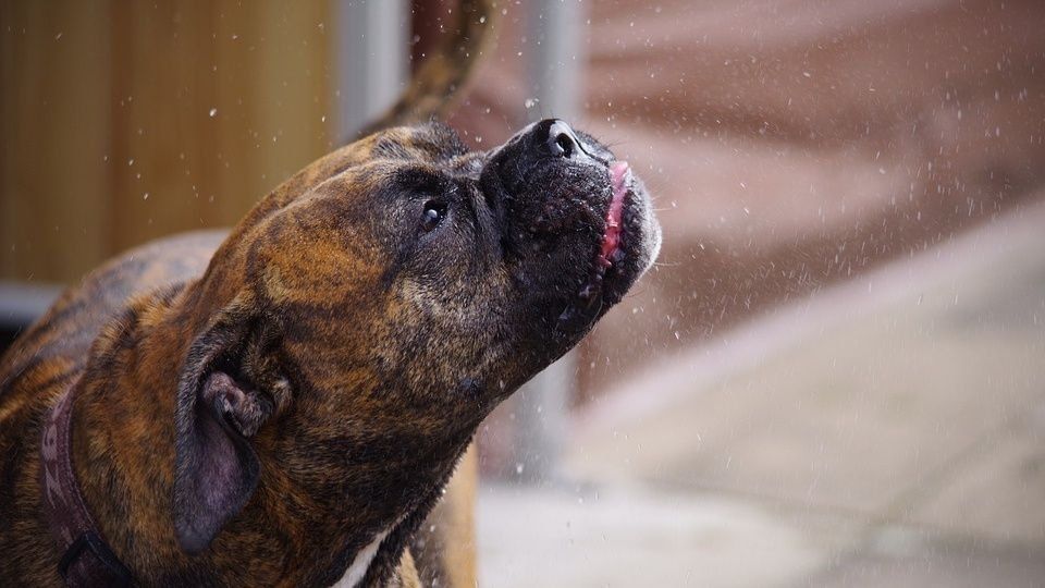 Secuestró al perro de su ex novia para que lo desbloquee de sus redes