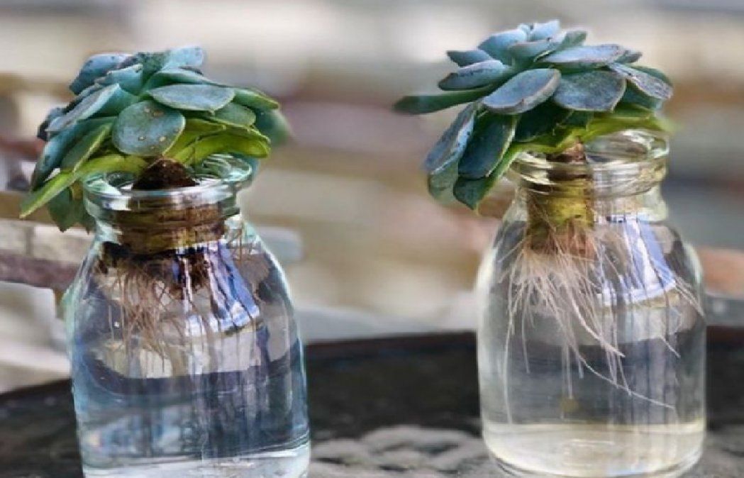 Fracos y botellas son buenos para colocar la suculenta en agua