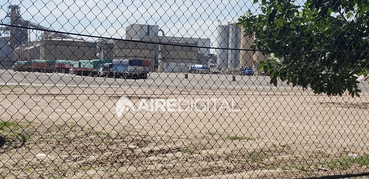 Las plantas de Ricardone