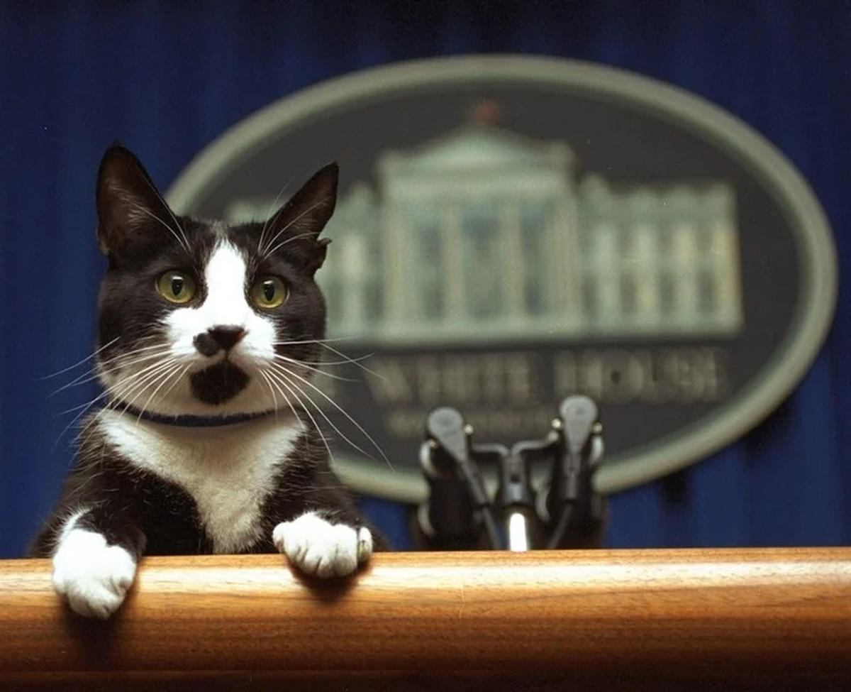 Socks Clinton, el gato presidencial que inspiró la efeméride.