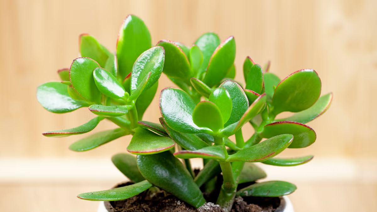 Si tu planta de jade tiene las hojas blandas, arrugadas o sin firmeza, todav&iacute;a puede recuperarse. Las causas m&aacute;s comunes y los cuidados para que vuelva a crecer sana.
