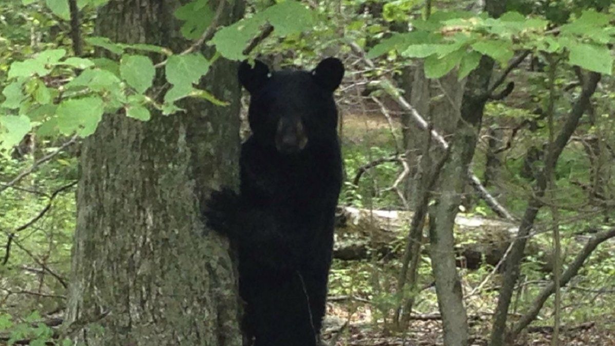 Video viral: un hombre abrió la puerta de su auto y encontró un oso.