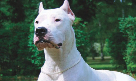 Ensenada: un perro, dogo argentino, mató a una nena de 2 años Ensenada: un perro, dogo argentino, mató a una nena de 2 años