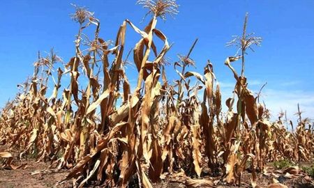 Tras la sequía, para el Gobierno la cosecha de maíz superará a la de soja