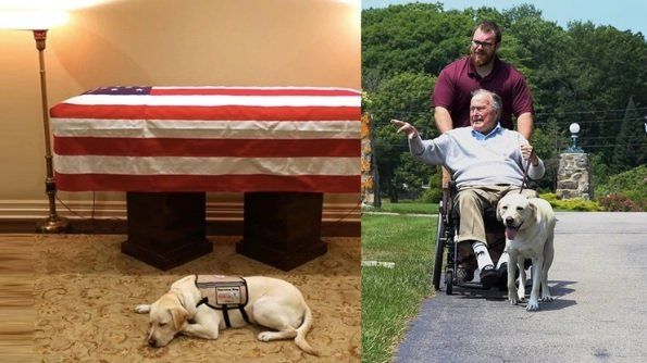 La foto del perro del ex presidente George H.W. Bush resguardando su ataúd que recorre el mundo