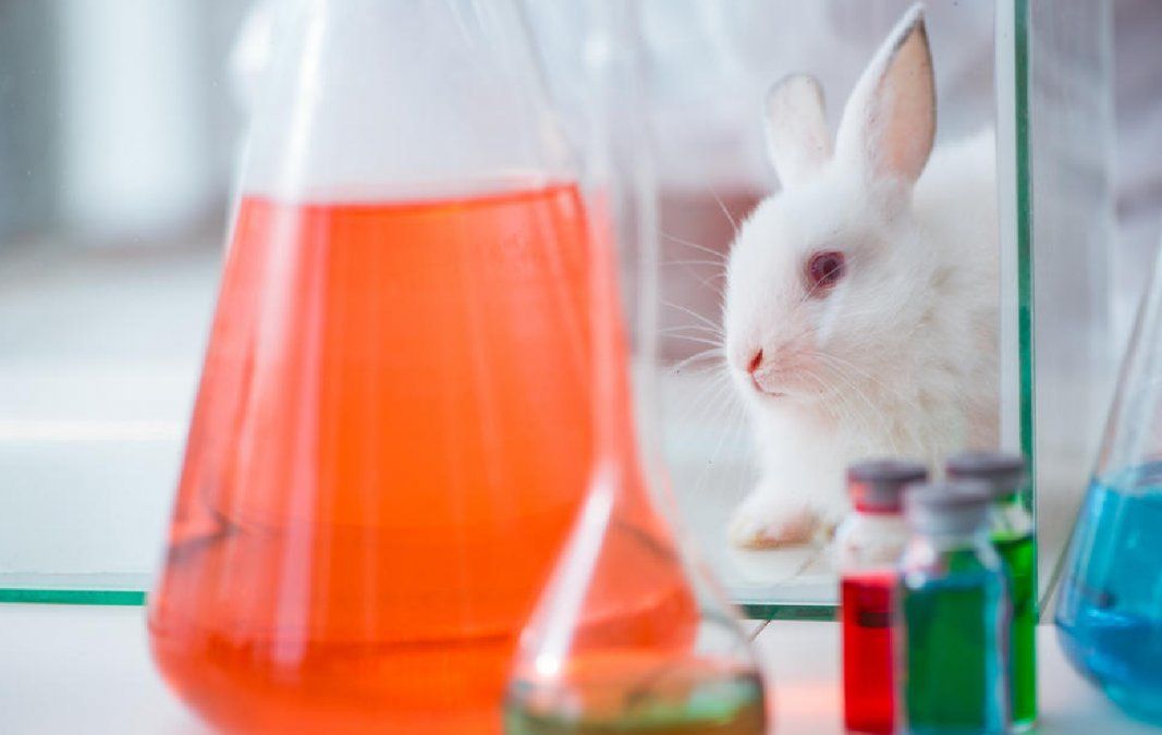 Senado mexicano prohíbe el uso de animales para testeo de cosméticos