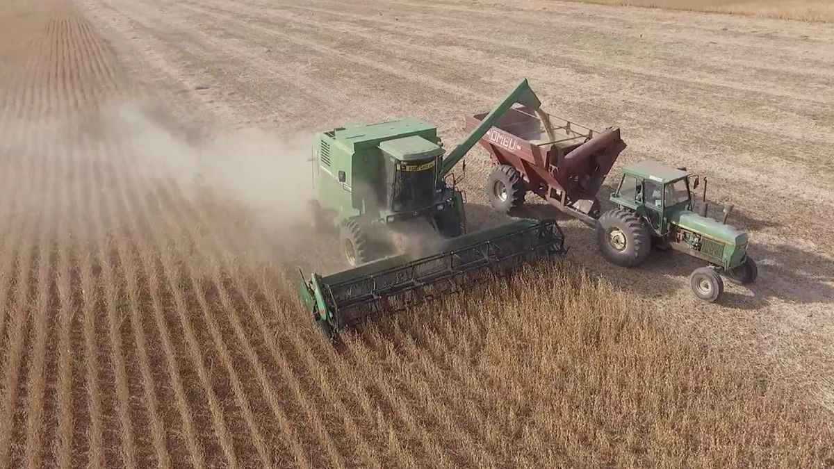 El precio de la soja también cayó con fuerza y suma problemas a la Argentina
