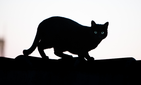 Halloween: misterio de la oscura y tenebrosa reputación de los gatos negros. Halloween: misterio de la oscura y tenebrosa reputación de los gatos negros.