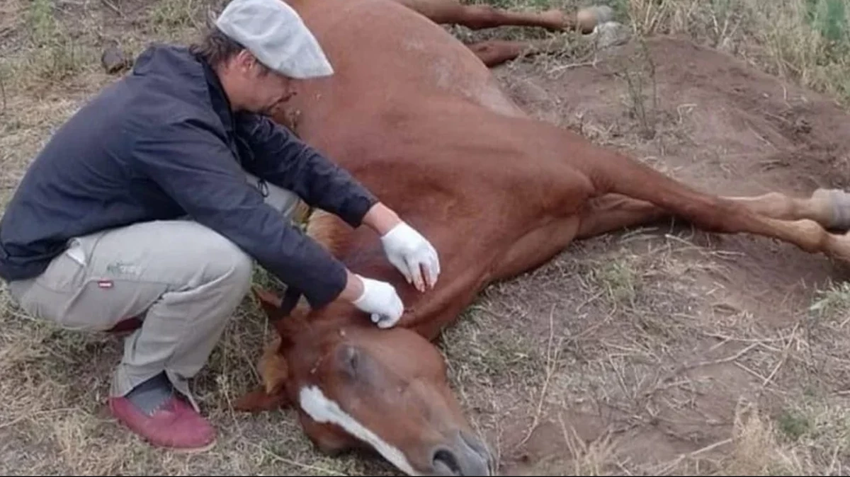 La encefalitis equina puede afectar a caballos y seres humanos por igual. La encefalitis equina puede afectar a caballos y seres humanos por igual.