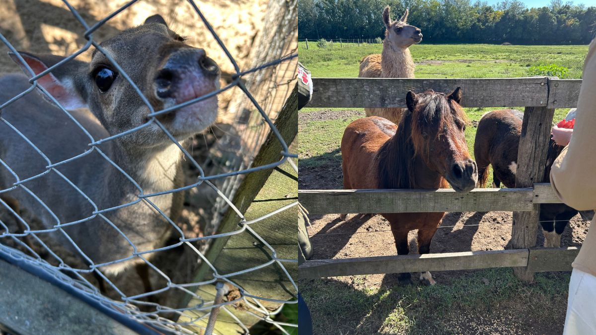 Los animales son el corazón de la experiencia en Granja La Serena: cada especie, desde aves de corral hasta caballos y animales rescatados, es cuidada con dedicación y respeto, permitiendo a los visitantes aprender y conectar con la fauna en un entorno seguro y consciente. Los animales son el corazón de la experiencia en Granja La Serena: cada especie, desde aves de corral hasta caballos y animales rescatados, es cuidada con dedicación y respeto, permitiendo a los visitantes aprender y conectar con la fauna en un entorno seguro y consciente.