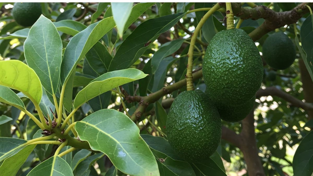 Cómo hacer para que el árbol de palta crezca en poco tiempo.&nbsp;