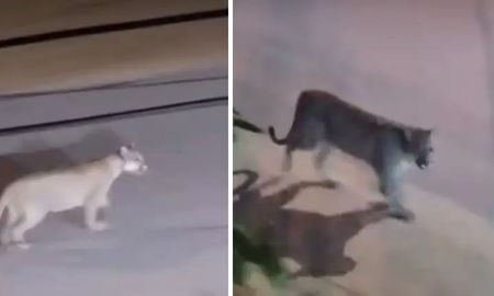 Un puma fue visto caminando en plena calle en Valeria del Mar. Un puma fue visto caminando en plena calle en Valeria del Mar.