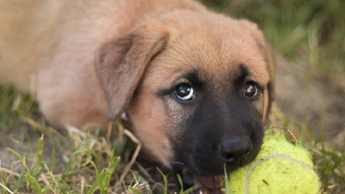 Viral: la batalla de cachorros que tuvo una repercusión particular en Twitter