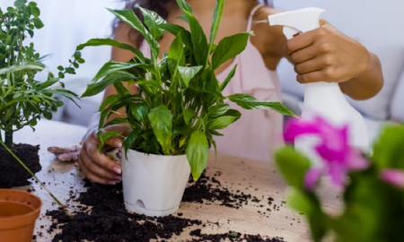 El uso de alcohol en las plantas puede parecer una práctica poco convencional, pero ofrece múltiples beneficios que pueden mejorar significativamente la salud y el vigor de su jardín. El uso de alcohol en las plantas puede parecer una práctica poco convencional, pero ofrece múltiples beneficios que pueden mejorar significativamente la salud y el vigor de su jardín.