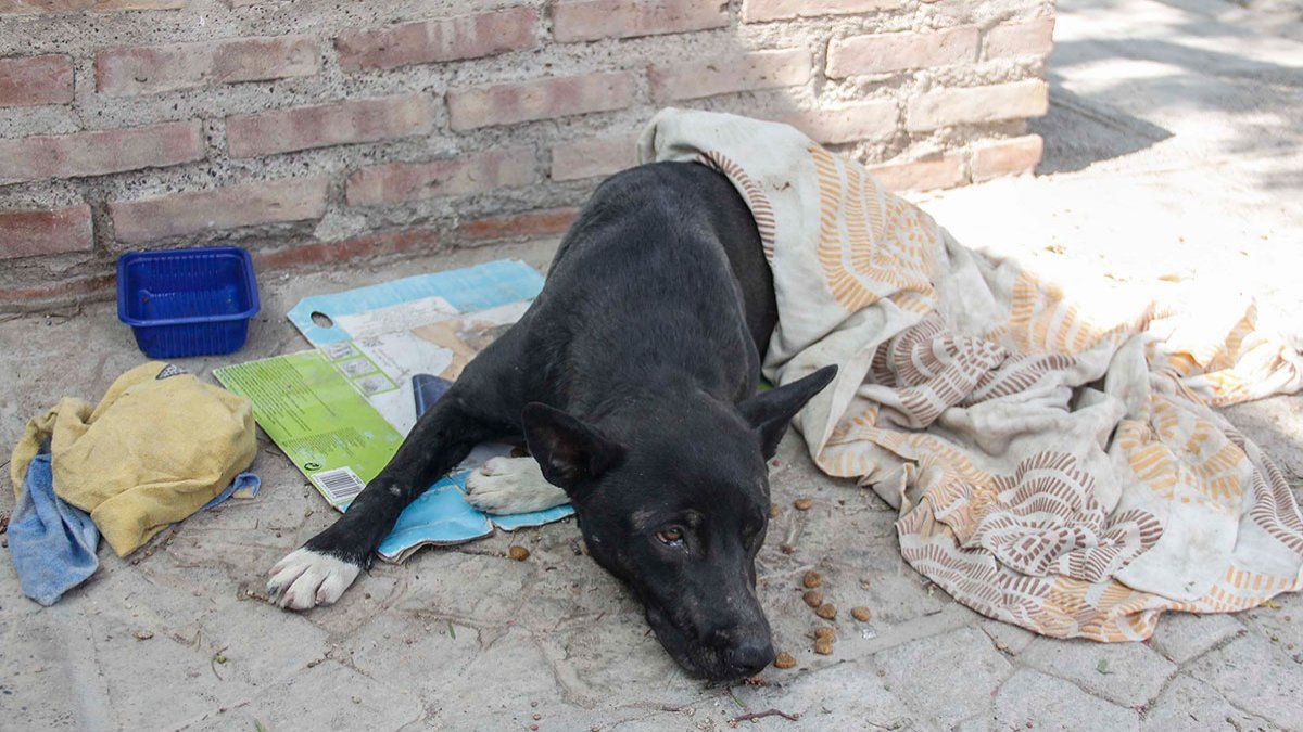 Indignante: atropelló a un perro y lo abandonó