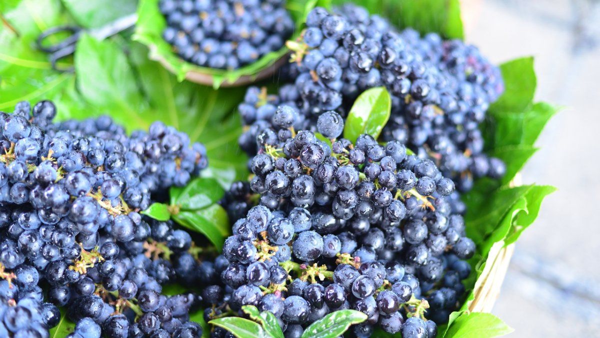 Entre Ríos es líder en la exportación de arándanos.