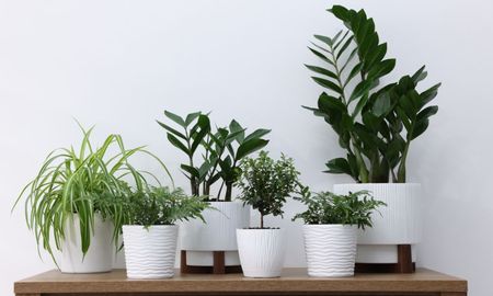 Parece una palmera en miniatura, ocupa poco espacio y es perfecta para decorar interiores.