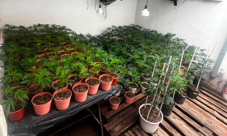 Las plantas fueron descubiertas tras apagar el fuego en una casa del norte de Santa Fe. Las plantas fueron descubiertas tras apagar el fuego en una casa del norte de Santa Fe.