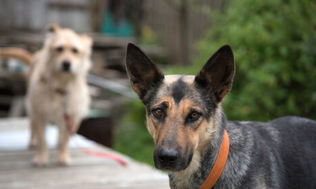 Día Nacional del Perro: la mascota preferida entre los argentinos Día Nacional del Perro: la mascota preferida entre los argentinos