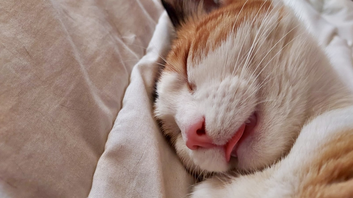 Los cuatro signos del zodiaco más dormilones