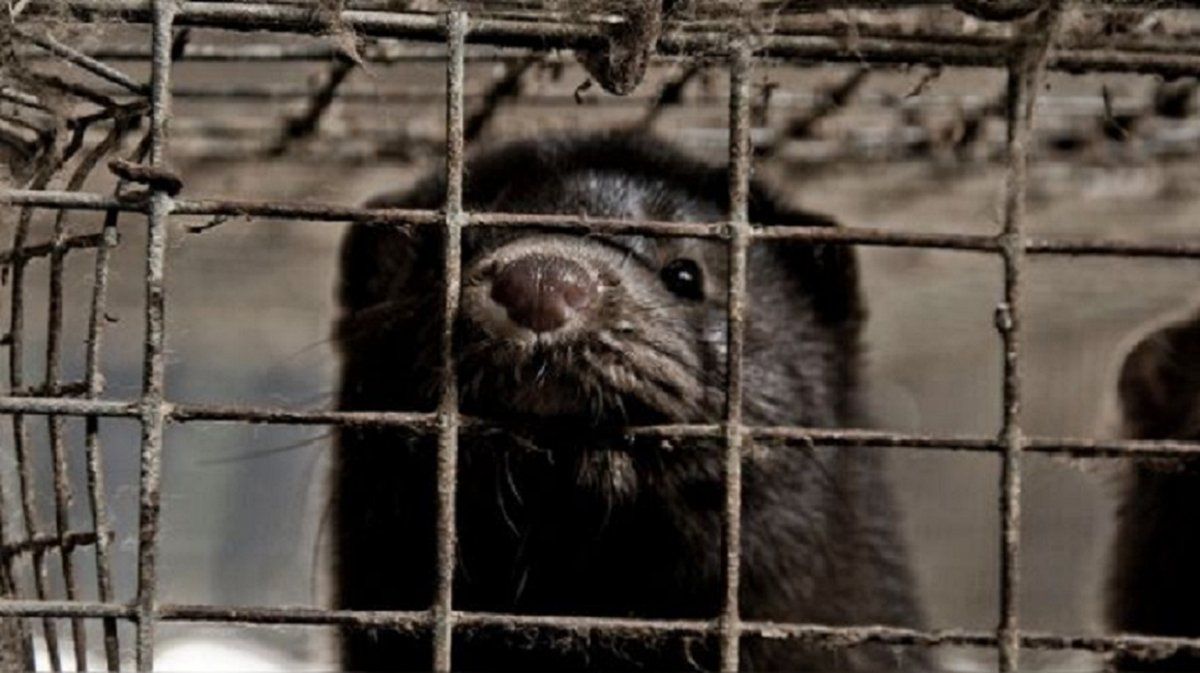 Coronavirus: detectan los primeros casos conocidos de contagio de animales a humanos