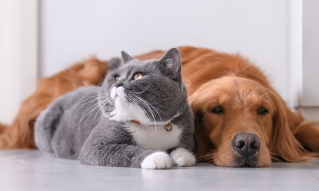 no son los 7 anos: descubri a que edad real empieza la vejez en tu perro o gato no son los 7 anos: descubri a que edad real empieza la vejez en tu perro o gato