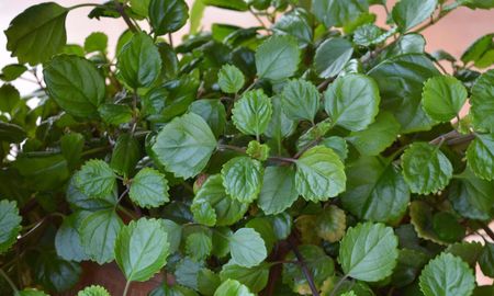 Una planta decorativa que combina estética y simbolismo en el hogar. Una planta decorativa que combina estética y simbolismo en el hogar.