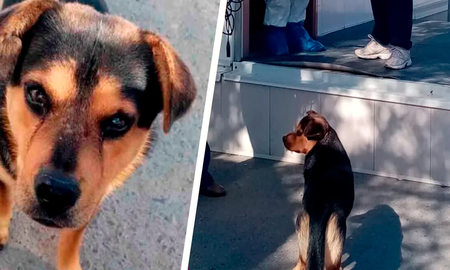 La desgarradora historia de Covito, el perro que espera a su dueño fallecido de COVID-19 La desgarradora historia de Covito, el perro que espera a su dueño fallecido de COVID-19